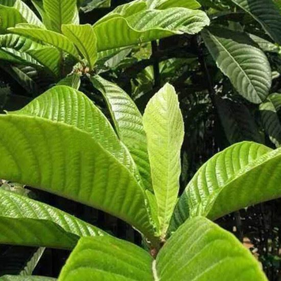 loquat leaf extract loquat leaf extract