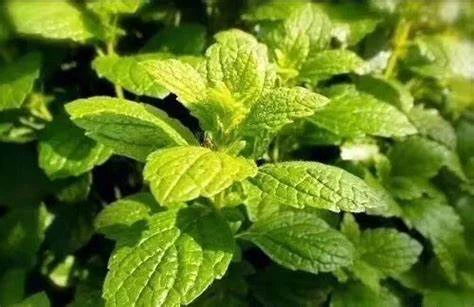 lemon balm tea lemon balm tea